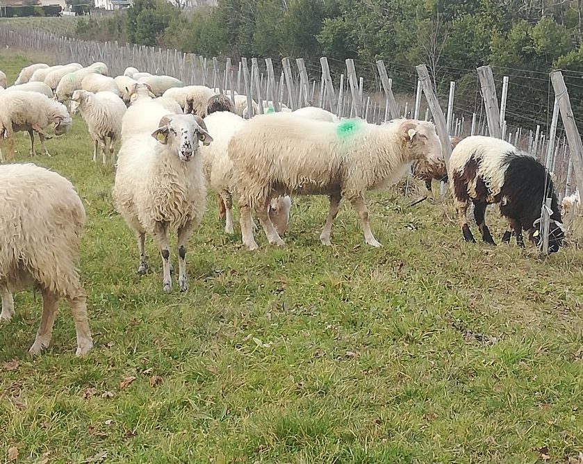 Mouton dans les vignes pour le projet RECIT 2025