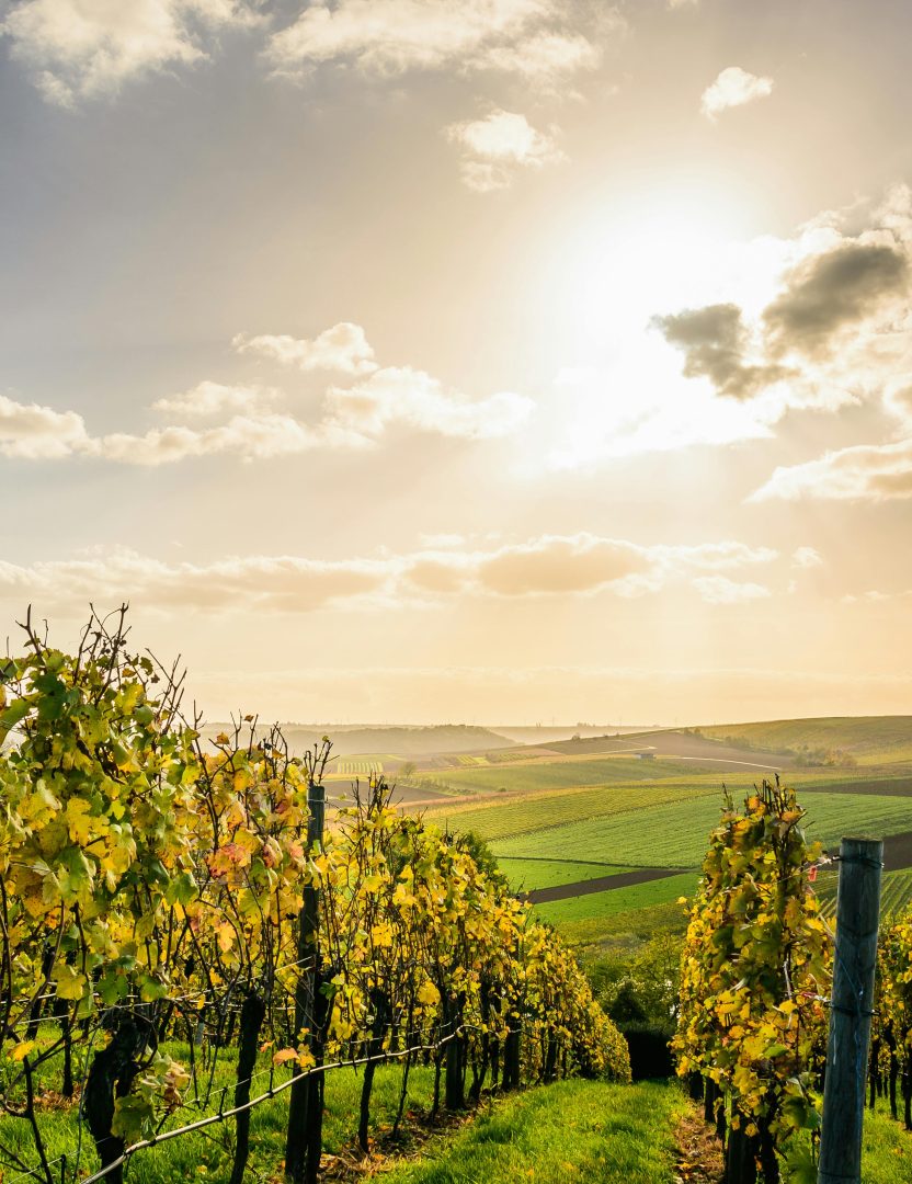 Vigne ensoleillée