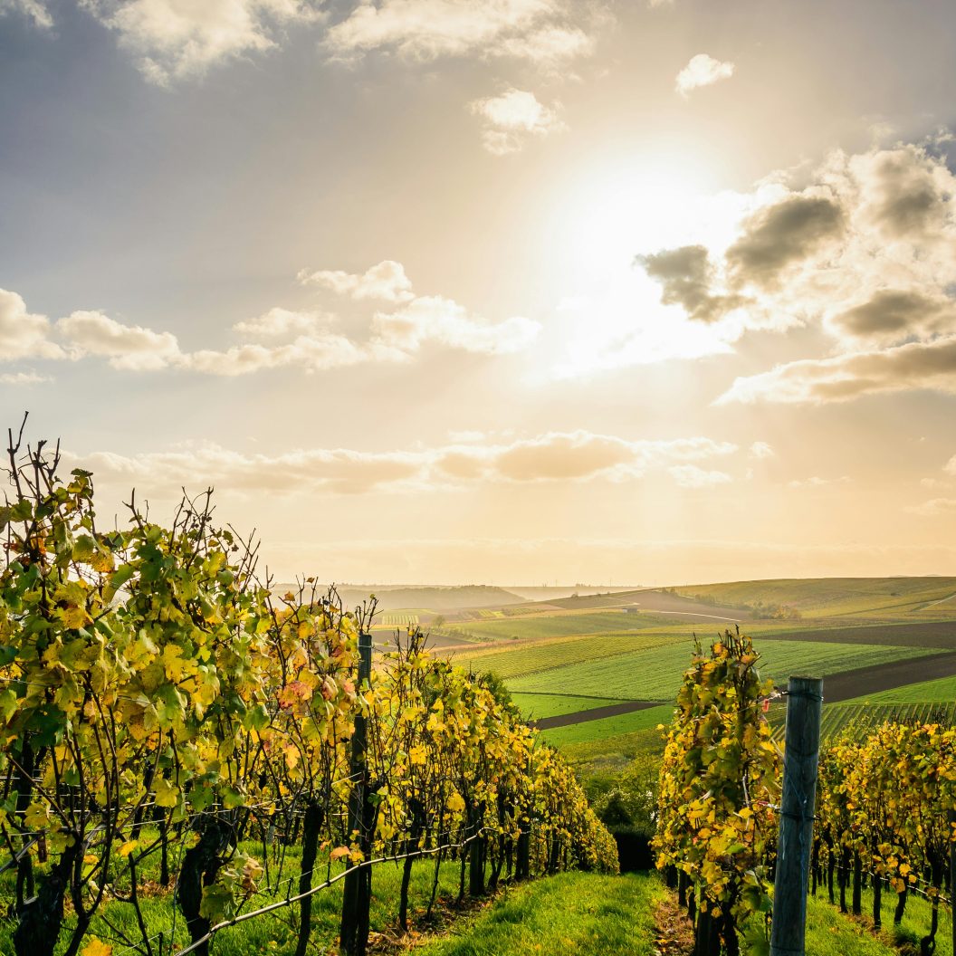 Vigne ensoleillée